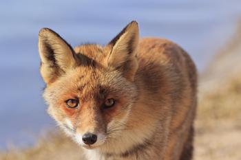 ǧ��ʦ��������Ƶ����Ѯ�Ϻ��ж��ż����ơ�������� ����������(ͼ)...